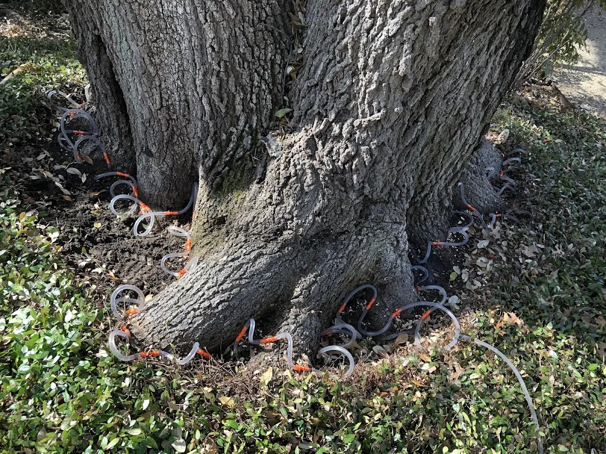 Detailed Tree Cabling and Bracing job site in Middlebury